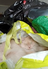 17 фото, которые доказывают, что коты способны проникнуть куда угодно