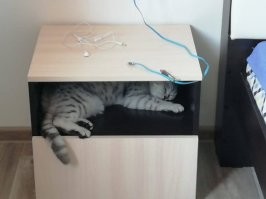мой любимчик Барсик Барсикович