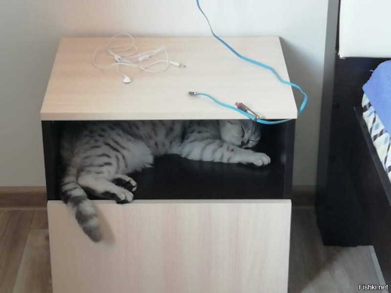 мой любимчик Барсик Барсикович