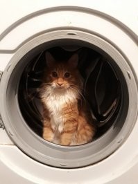 Москвичка случайно постирала кота