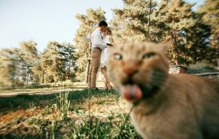 Ну разве без кота было бы так интересно? Да никогда в жизни!