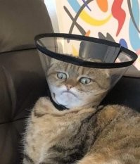 20 снимков, на которых котики отжигают по полной