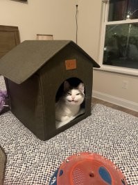 17 фото, которые доказывают, что коты способны проникнуть куда угодно