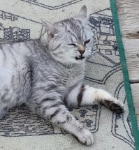 Барсик