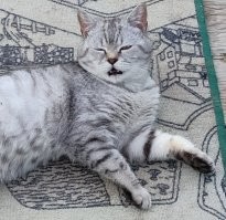 Барсик