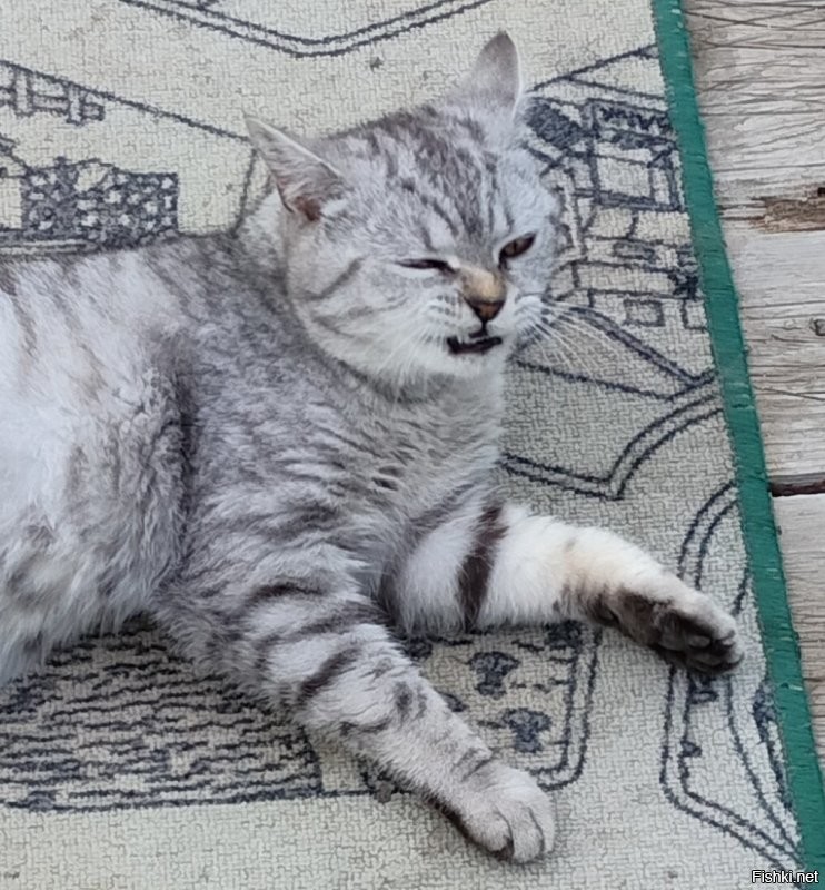 Барсик