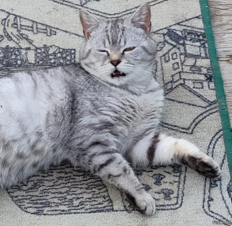 Барсик