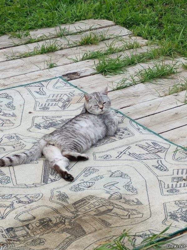 Барсик