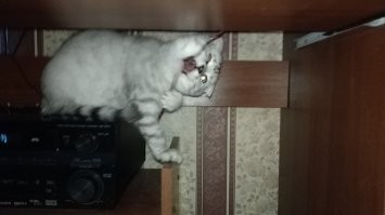 Мой кошмарик, мне провода от мышки и клавы перегрыз, пришлось покупать беспроводные.