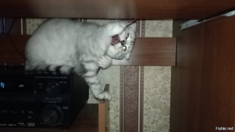 Мой кошмарик, мне провода от мышки и клавы перегрыз, пришлось покупать беспроводные.