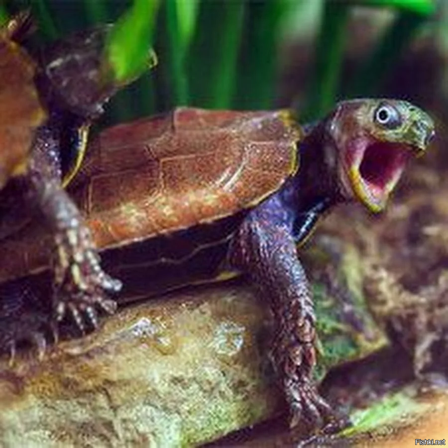 Солянка от 16.02.2026