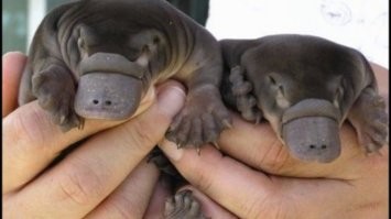 Утконосы несут яйца и кормят детёнышей молоком