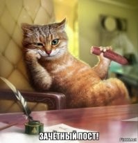 Типичный домашний кот