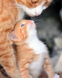 25+ малышей, которые растопят ваше сердце и прогонят плохое настроение