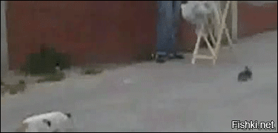 Хищник уснул со своей добычей