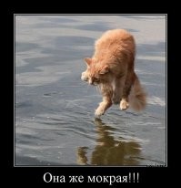 23 крупных плана уличных котов, которые доказывают, что пушистые главные на районе и в жизни