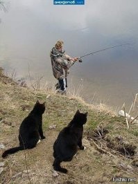 23 крупных плана уличных котов, которые доказывают, что пушистые главные на районе и в жизни