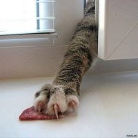 23 крупных плана уличных котов, которые доказывают, что пушистые главные на районе и в жизни