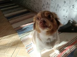 мой пупсик тоже был малинькай :)