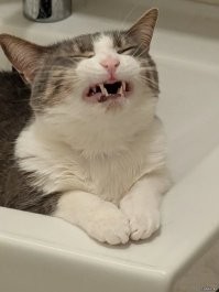 Будни толстых котов