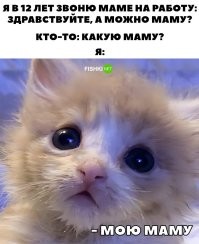 Котёнок скучает по своей хозяйке
