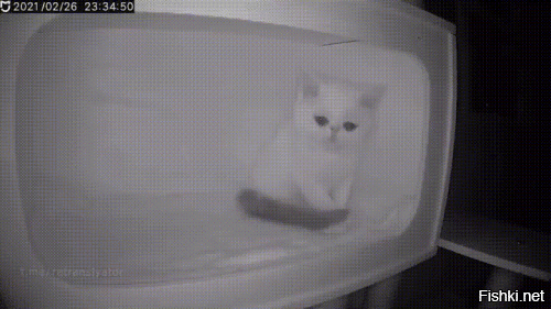 Котёнок скучает по своей хозяйке