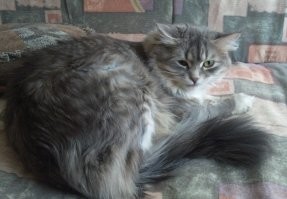 у меня предыдущая жена просто перекармливала кошку. получилась большая восьми килограммовая кыса, которая даже свой зад вылизать не могла (приходилось это делать приёмом кысы ванной).
похоже, её сгубило ожирение, не смотря на мед. помощь (ветеринара дважды вызывали), быстро ушла на радугу 

сама кошка, и для сравнения размеров, обычная.