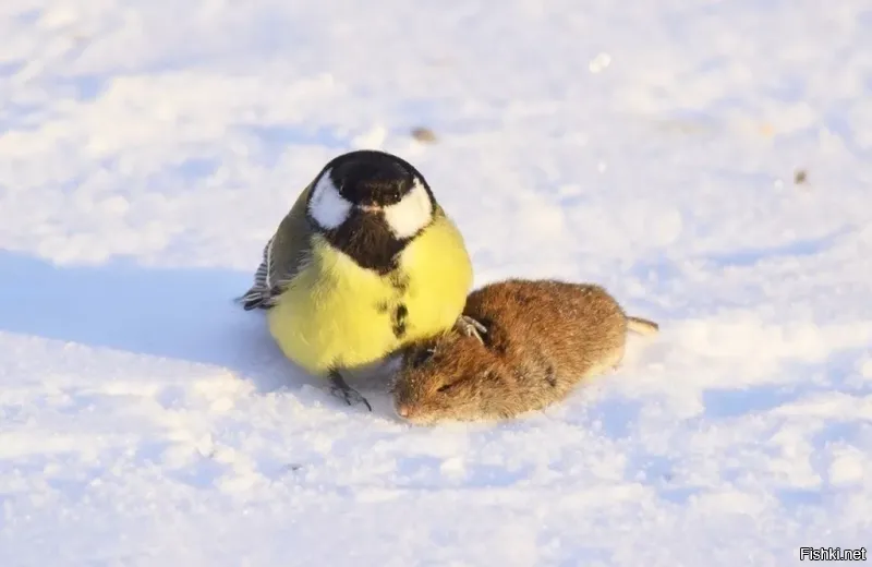 У нас не забалуешь!