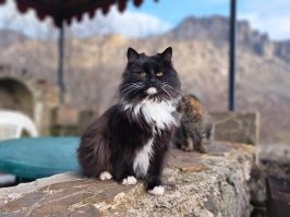 23 крупных плана уличных котов, которые доказывают, что пушистые главные на районе и в жизни