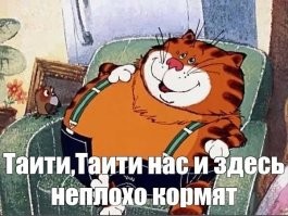 Будни толстых котов