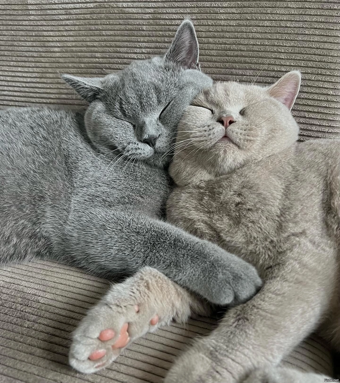 Солянка от 18.02.2026