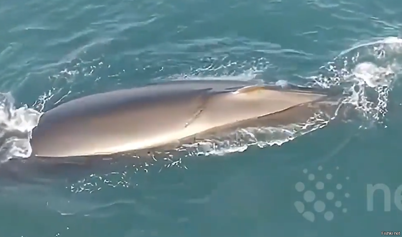 прилично порезало бедолагу. Здоровья ему. И не встречать таких вот упырей...