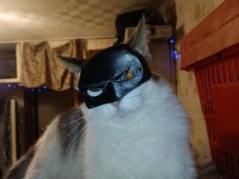 Какой спокойный кот! Моих хрен заставишь позировать