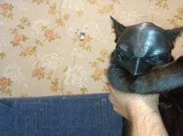 Какой спокойный кот! Моих хрен заставишь позировать