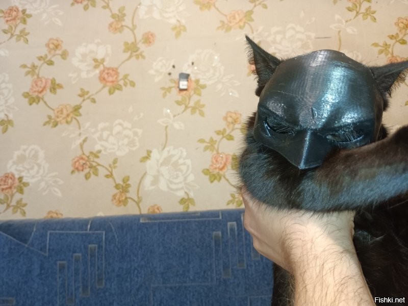 Какой спокойный кот! Моих хрен заставишь позировать