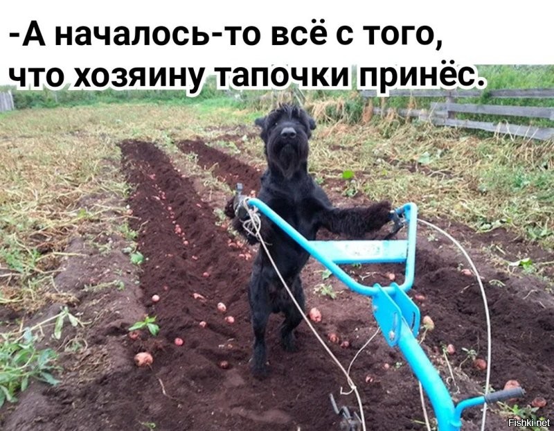 Пёс помогает рабочим