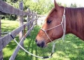 Привязывать надо имущество, когда ублюдки по городу шныряют!