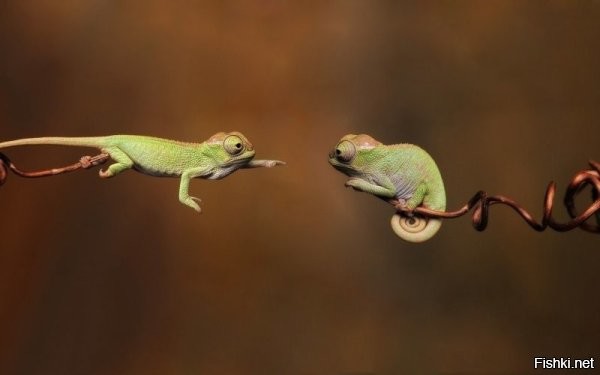 Я не договорила! само просится.)