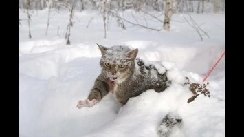 Как я себе это представляю