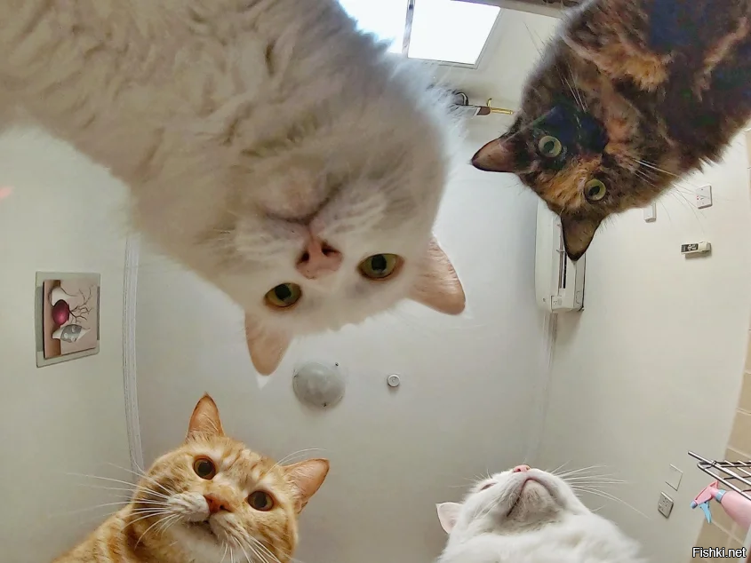 В Венеции во время прилива рыба оказалась на улицах города