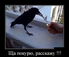 Реакция мужчины на птицу с сигаретой