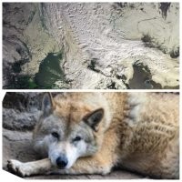 Почему-то такую ассоциацию вызвал у меня этот снимок снегопада.