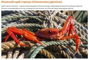 Не обязательно серые. Из любопытства почитал про крабов в Японском море. Вот что нашел:
