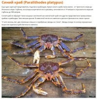 Не обязательно серые. Из любопытства почитал про крабов в Японском море. Вот что нашел: