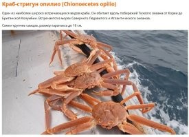 Не обязательно серые. Из любопытства почитал про крабов в Японском море. Вот что нашел: