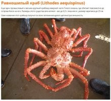 Не обязательно серые. Из любопытства почитал про крабов в Японском море. Вот что нашел: