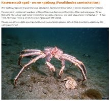 Не обязательно серые. Из любопытства почитал про крабов в Японском море. Вот что нашел: