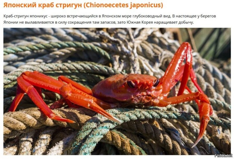 Не обязательно серые. Из любопытства почитал про крабов в Японском море. Вот что нашел: