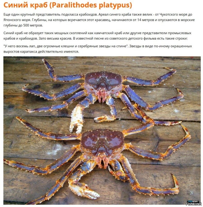 Не обязательно серые. Из любопытства почитал про крабов в Японском море. Вот что нашел: