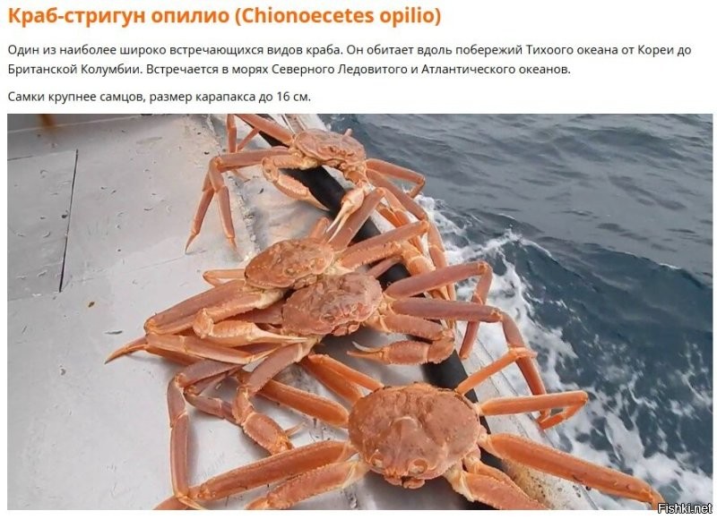 Не обязательно серые. Из любопытства почитал про крабов в Японском море. Вот что нашел: